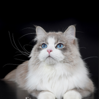 Gatto Siberiano - Stallone per Monta Esterna