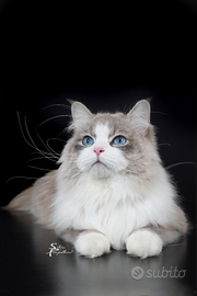 Gatto Siberiano - Stallone per Monta Esterna