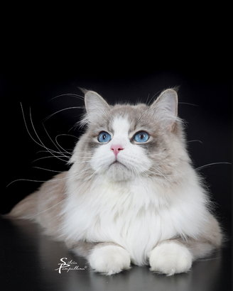 Gatto Siberiano - Stallone per Monta Esterna