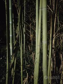 canne di bambù 