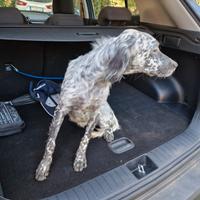 Setter inglese femmina avviata