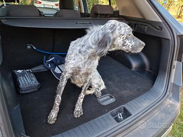 Setter inglese femmina avviata