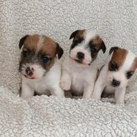 Cuccioli Jack Russell Terrier