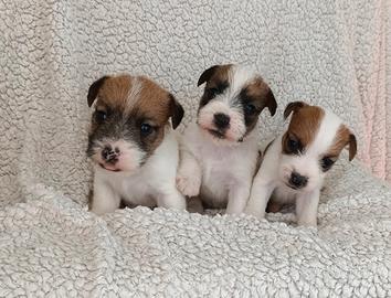 Cuccioli Jack Russell Terrier