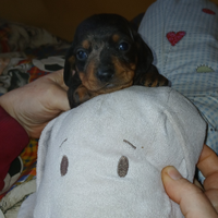 Bassotto tedesco cucciolo