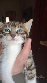 Gattino maschio incrocio re aiberiano 2 mesi mezzo