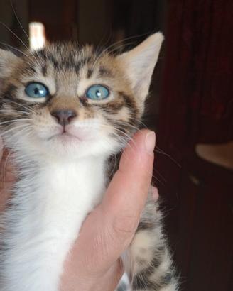 Gattino maschio incrocio re aiberiano 2 mesi mezzo