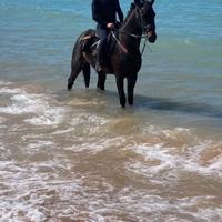 Cavallo san fratellano