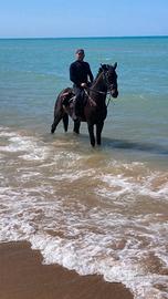 Cavallo san fratellano