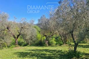 Terreno in collina di 6.600 mq. adibito a oliveto