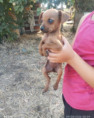 Pinscher 