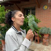 Baby Pappagallo Amazzone Farinosa