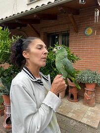 Baby Pappagallo Amazzone Farinosa