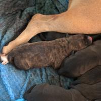 Cuccioli di cane (Pittbull/amstaff)