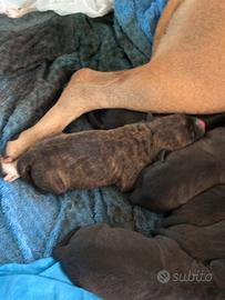 Cuccioli di cane (Pittbull/amstaff)