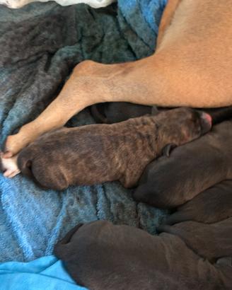 Cuccioli di cane (Pittbull/amstaff)