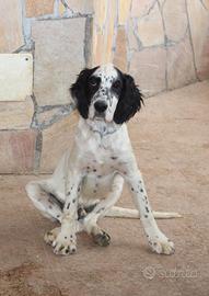 Setter inglese cucciolo NATAN