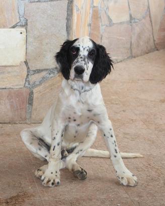 Setter inglese cucciolo NATAN