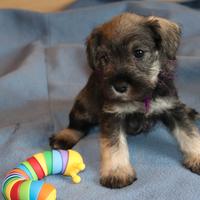 Cucciola di schnauzer nano