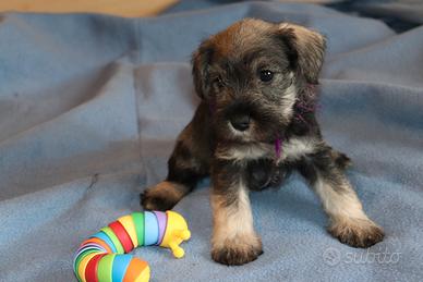 Cucciola di schnauzer nano