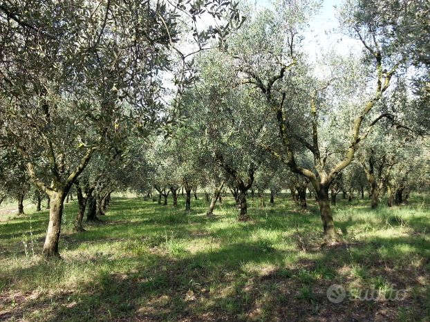 Eboli e Campagna-Terreni a partire da 1 euro al mq - Vista 3