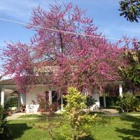 Casale/Villa a borgo Faiti