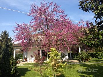 Casale/Villa a borgo Faiti