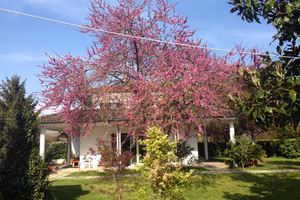 Casale/Villa a borgo Faiti