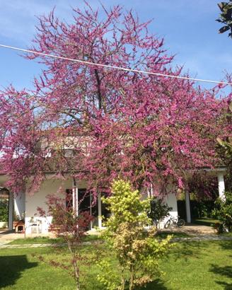 Casale/Villa a borgo Faiti