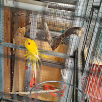 Cocoriti, parrocchetti dal collare, inseparabili