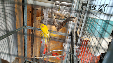 Cocoriti, parrocchetti dal collare, inseparabili