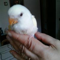 Pappagalli INSEPARABILI Roseicollis