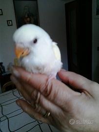 Pappagalli INSEPARABILI Roseicollis