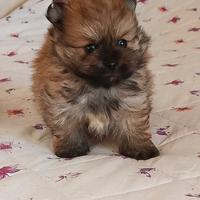 Spitz Pomerania nano con pedigree ENCI