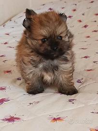 Spitz Pomerania nano con pedigree ENCI