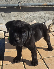 Cuccioli di Cane Coeso