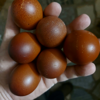 Uova color cioccolato razza Marans