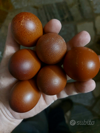 Uova color cioccolato razza Marans