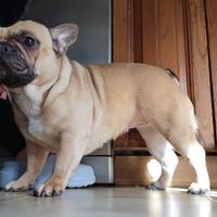 Bulldog francese adulta