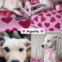 Cucciolo e cucciola taglia media disponibili