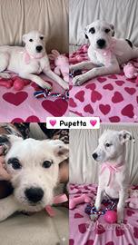 Cucciolo e cucciola taglia media disponibili