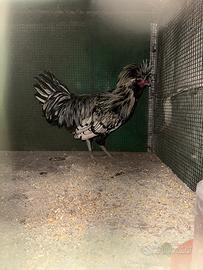 Gallo Padovano Argento orlato nero
