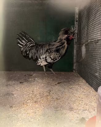 Gallo Padovano Argento orlato nero