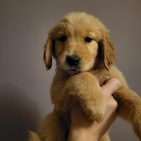 Cuccioli Golden Retriever con Pedigree