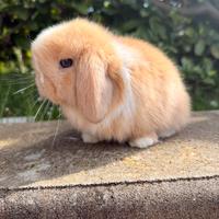 Coniglio minilop