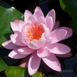 Ninfea rosa