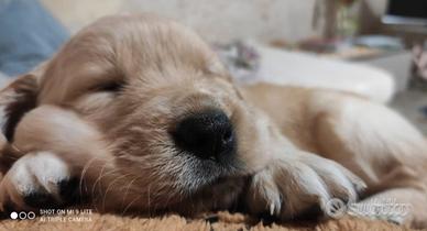 Cuccioli di cane Golden retriever