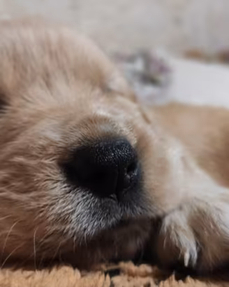 Cuccioli di cane Golden retriever