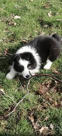 Cuccioli di border collie