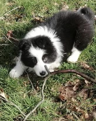 Cuccioli di border collie